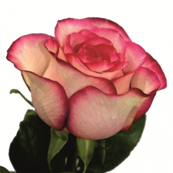 �������� 25/11