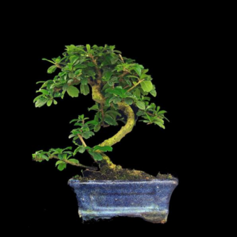 ������ ������� 65�� ��������