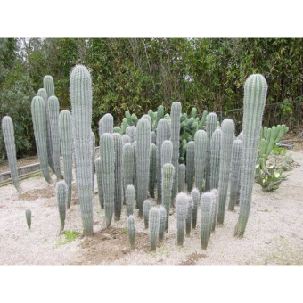 ������� �������� 15/6