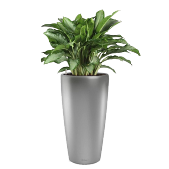 ��������� ��������� + RONDO 40