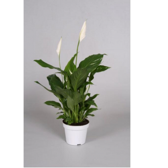 ����������� ������ ������ 35/9