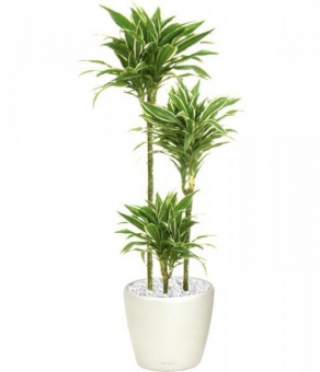 ������� ������� ����. 170/34