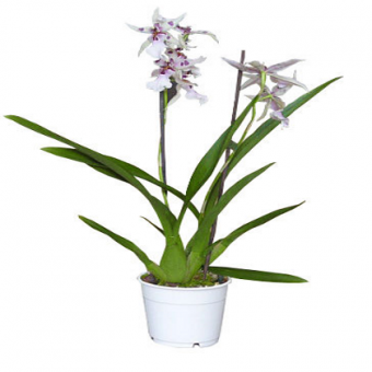 ������� ������� �������� ����� ���