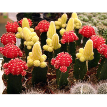 ������������� 15/5