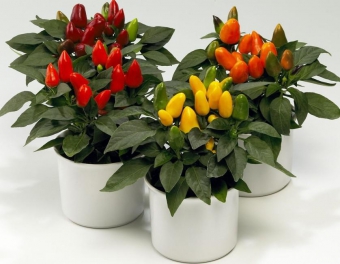 �������� 20/10 (prof)