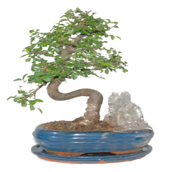 ������������ ������ ��� �� ������