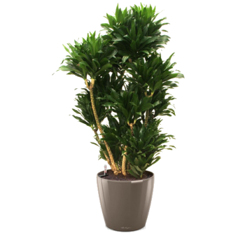 ������� �������� + CLASSICO LS 35