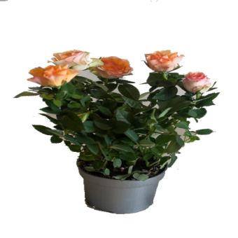 ���� ���� 40/17