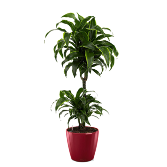 ������� ������ + CLASSICO LS 35