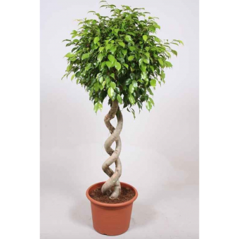 ���� ���� ������� 120/28