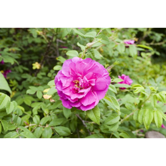 ������ 50/19 (prof)