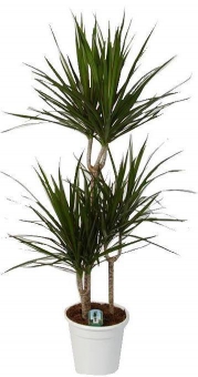 ������� ��������� ���� ����� 50/11