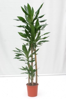 ������� �������� ����� 55/11