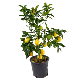 ������ ����� 30/12 �������