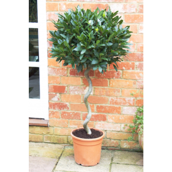 ���� ����� ������� 160/32