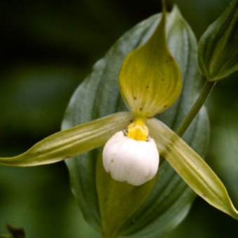 ������� ����������� ����������