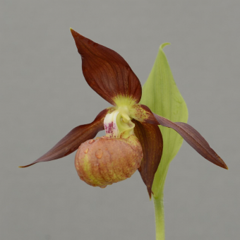 ������� ����������� ����