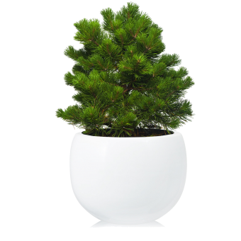 ����� ���� ���� 45/23 (prof)