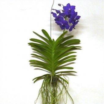 ������� ����� ����� ��� (���������)