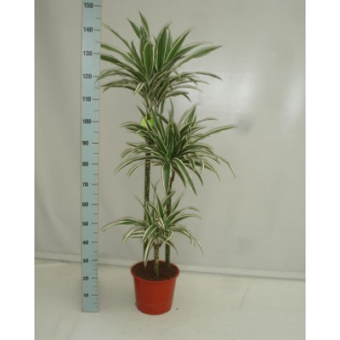 ������� ���� ������ 145/24