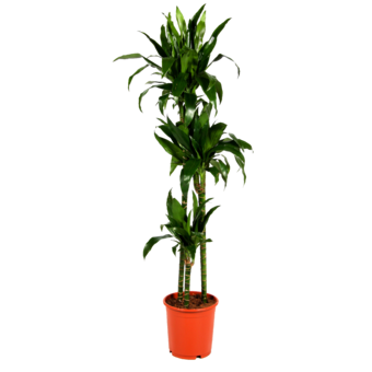 ������� ����� ����� ����. 230/40