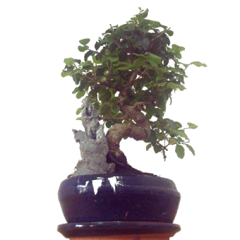 ������ ������ ������ 30�� �� ������