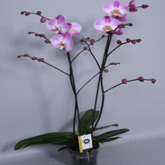 ������� ���������� �� ��������