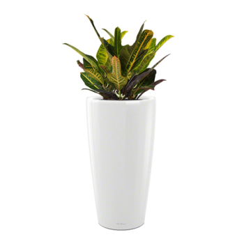 ������� (������) ���� + RONDO 32