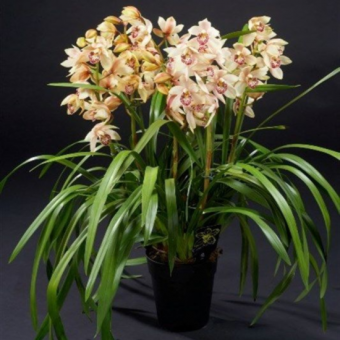 ������� ��������� ����