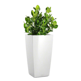 ������ + CUBICO 30