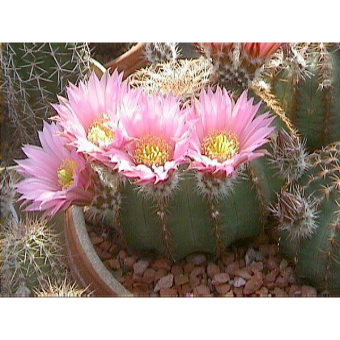 ����������� 15/5