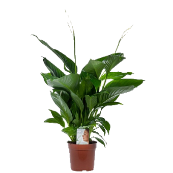 ����������� �������� 90/35