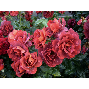 ���������� 65/15