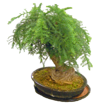 ������������ ������ ��������� 25��