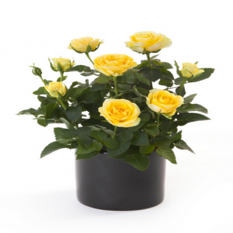 ������� ���� 30/10