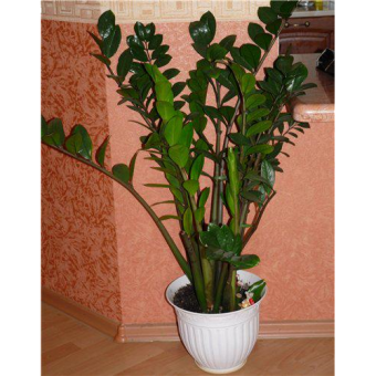 ������������ 50/12