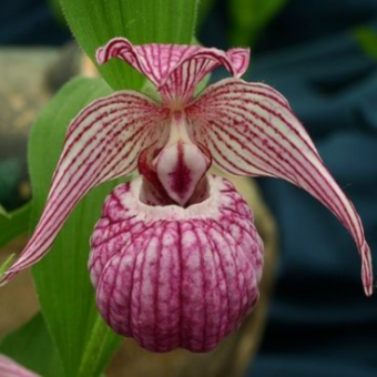 ������� ����������� ���������