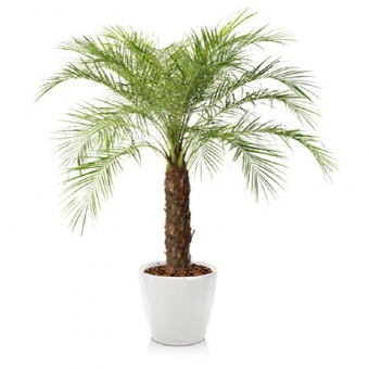 ����� �������� + CLASSICO LS 35