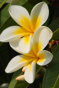 �������� 55/17