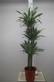 ������� ����� ���� 30/12