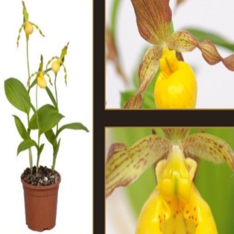 ������� ����������� ������