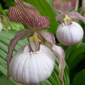 ������� ����������� �����