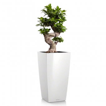 ����� ���������� + CUBICO 30