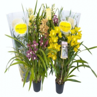 ������� ��������� ����, ����