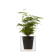 BOSKKE CUBE, SMALL