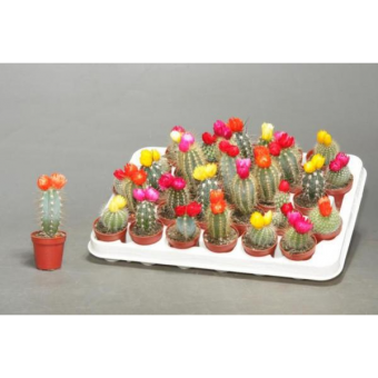 � ����������� 15/6