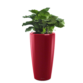 ������� ������� + RONDO 32