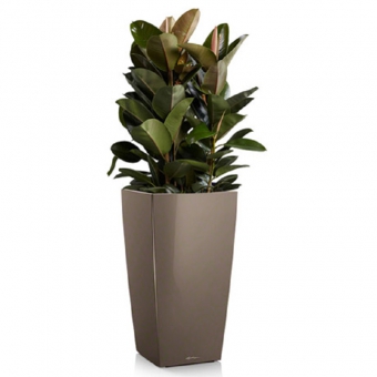 ����� �������� ������� + CUBICO 30