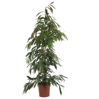 ����� ������ ���� 90/19