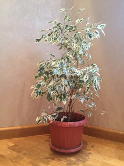 ����� ���������� 110/21 ��